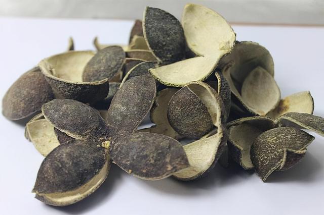 一味中药——青皮，是疏肝破气、防治肿瘤的有效药物！建议收藏