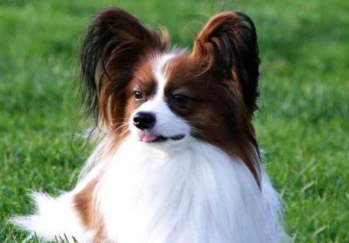 蝴蝶犬图片(十大最漂亮的狗) 注册公司 第5张