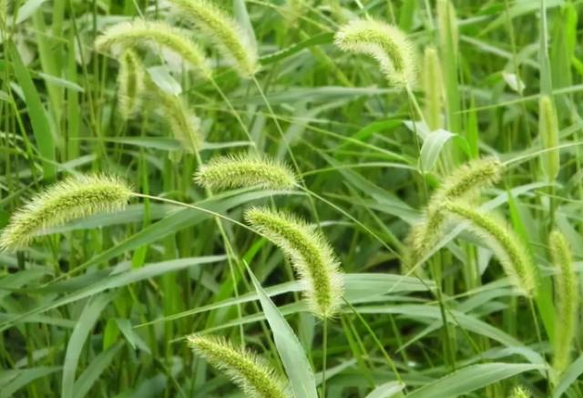 狗尾草其实是个宝，狗尾草的5大功效，你知道吗？下次别错过