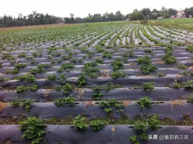 这种食药两用作物，掌握高产技巧，产量媲美红薯，可尝试种植几亩10