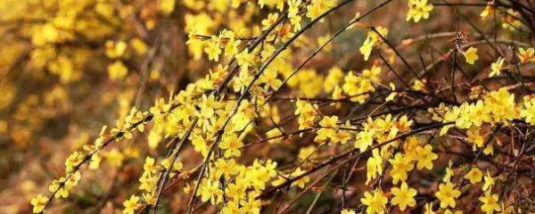 迎春花的介绍（迎春花的介绍及图片） 生活