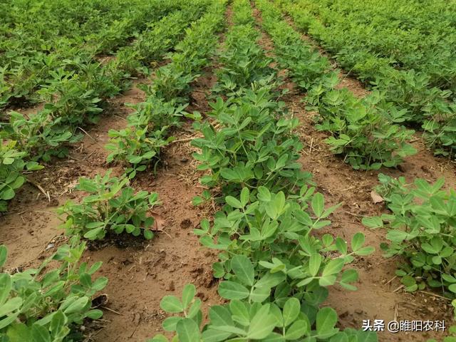 花生三遍药，杀虫、防病、控旺又增产，这样的药剂自己就能配制