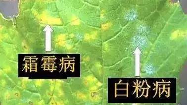 病害爆发快，抗性很难打，这些特效药，打上立马就见效，3