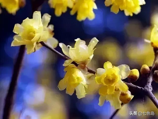什么颜色代表友谊 什么颜色代表友谊（什么颜色代表友谊合作） 生活