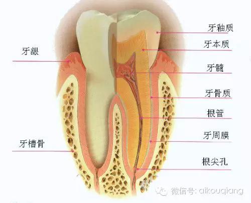 口腔牙齿图片大全图解