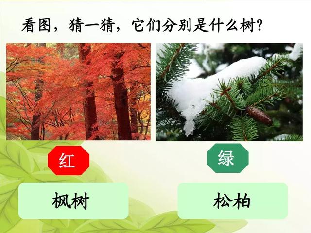 银杏水杉活化石是什么意思