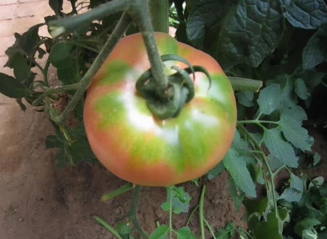 5种蔬菜建议大家少吃，看看有你喜欢吃的吗？