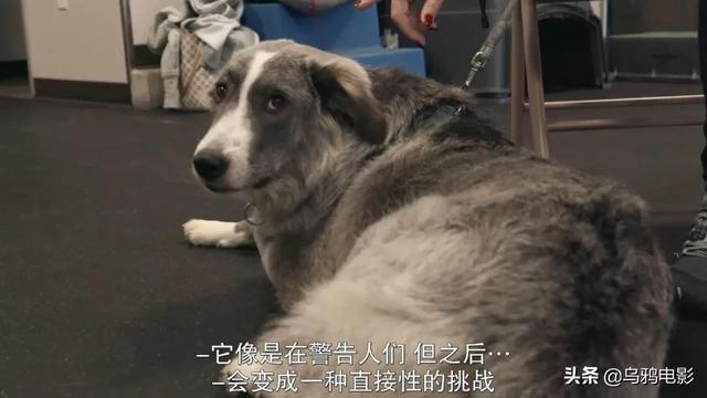 罗德西亚脊背犬