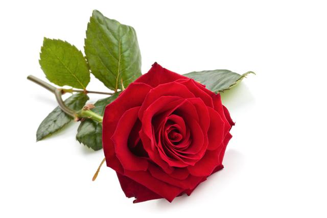 古希腊神话中玫瑰有着美好的传说,是美丽和爱情的象征