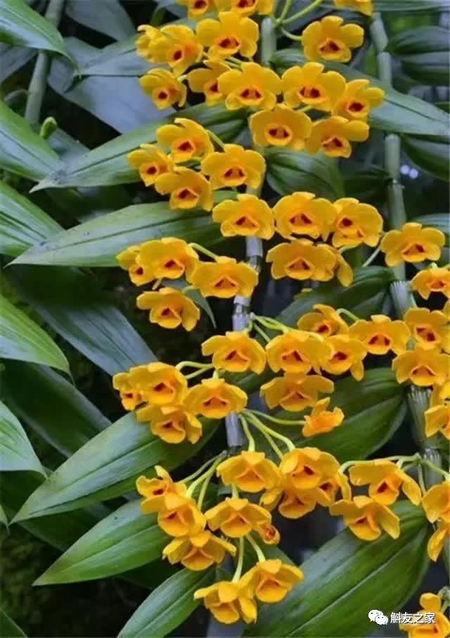 石斛种类 石斛种类（石斛种类有哪些） 生活