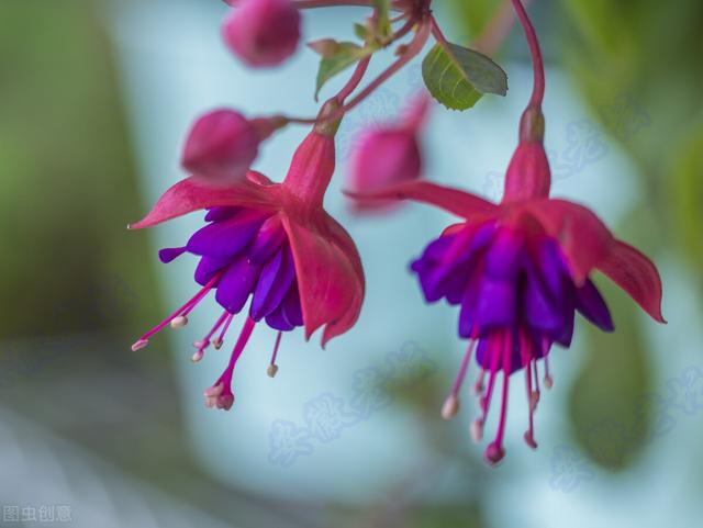 20种常见的“安全花”，家里有孕妇小孩也不怕，无毒无害很安全