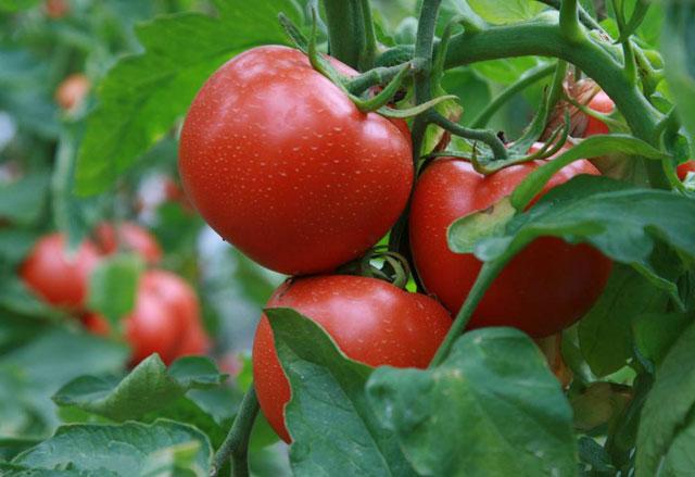 西红柿成熟期，果面有黑斑，那是你没有做好这5种病害的防治工作