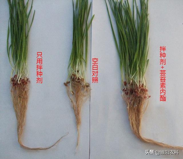 小麦拌种剂中加上芸苔素内酯，根系发成堆，零下20度不会发生冻害