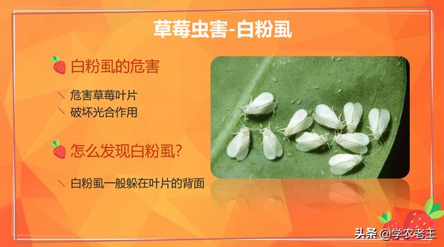 大棚草莓虫害怎么防？3个方法+6种药剂轻松搞定！绿色环保少药残5