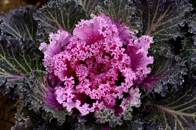 儿童补钙，不用吃钙片，这6种蔬菜，补钙作用比鸡蛋牛奶都要强