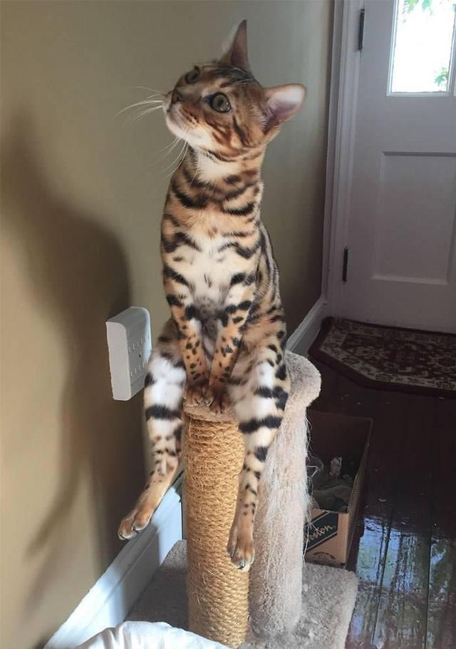 猫照片