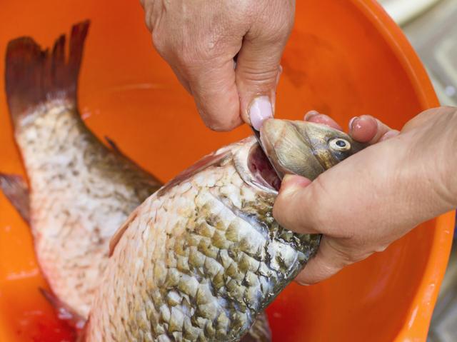 这5种鱼尽量少吃，或含脏东西，不妨来看一下