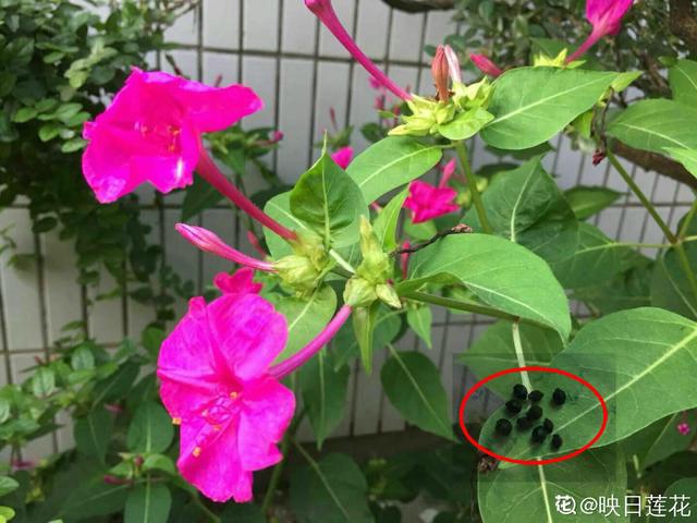 花名怎么取