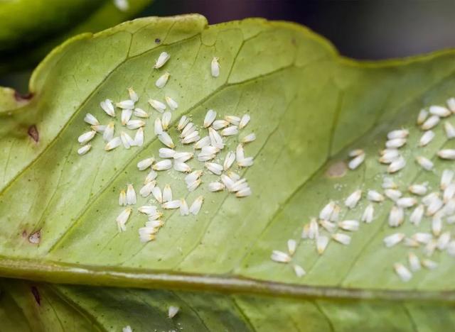 养花人都用过的一种杀虫剂，可对付蚜虫、白粉虱、蓟马和小黑飞5