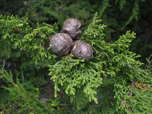 白菊花代表什么意思