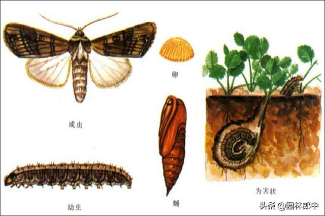 防治**害虫，什么时间用药，怎样用药，才能更好地发挥药效？7