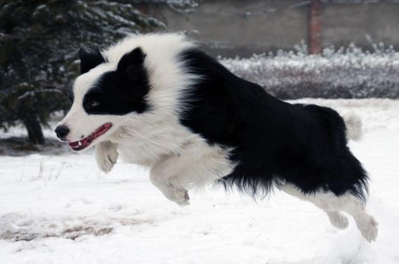 边境牧羊犬好养么