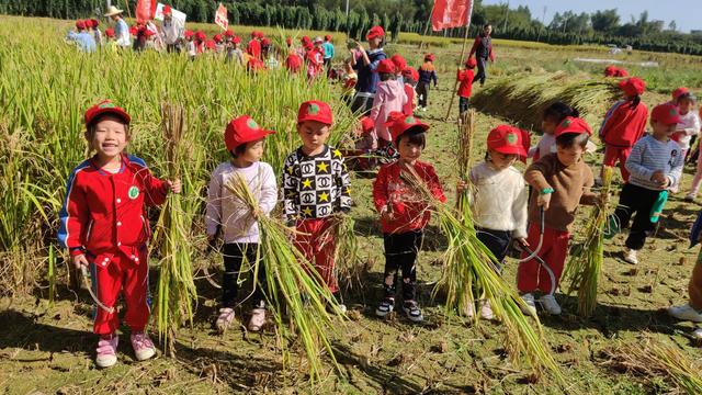 幼儿园的割水稻能手
