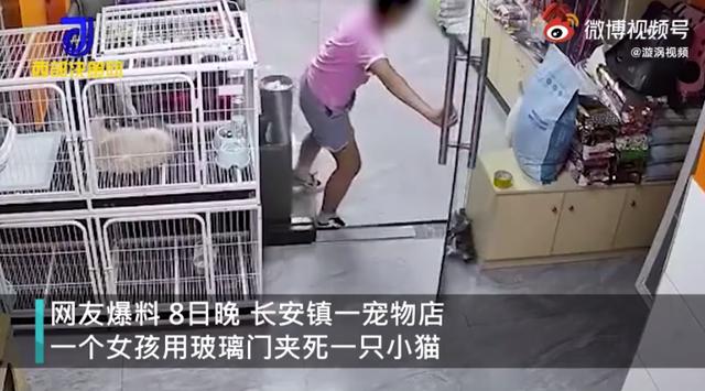 广东一女孩用玻璃门夹死小猫 宠物店已报警 家长 孩子与猫玩耍 全网搜