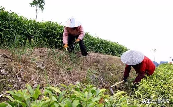 一种被传致癌的农药，却屡屡出现在茶叶中……1