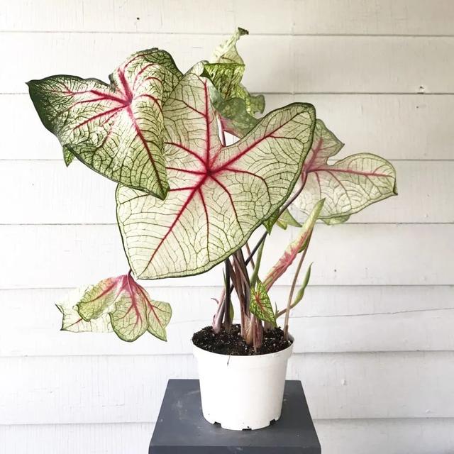 花叶芋 花叶芋（花叶玉簪） 生活
