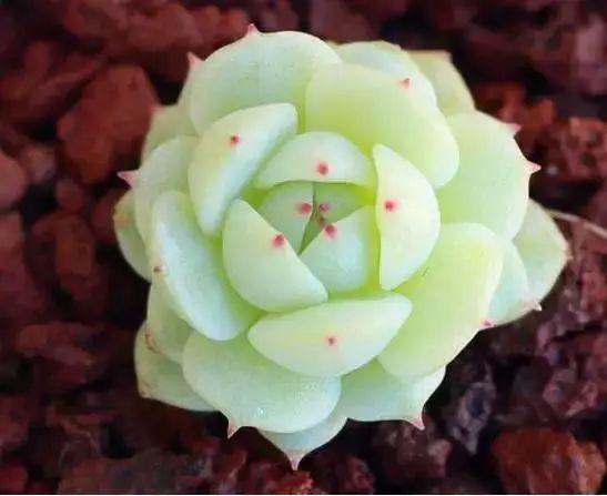 多肉植物图谱 多肉植物图谱