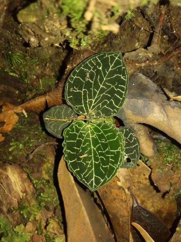 金毛狗蕨的芽点图片