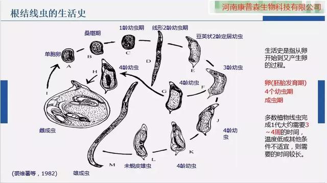 线虫危害大，神农丹、克百威及非法熏蒸剂禁用后，谁来攻克？3