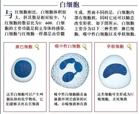 白细胞怎么办