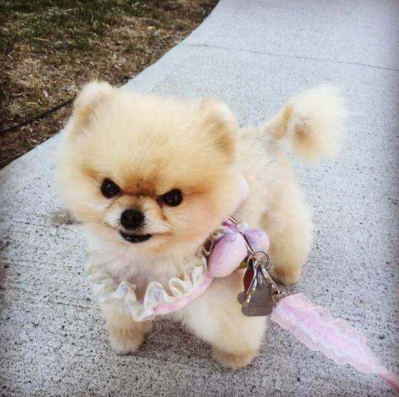 博美狗狗鼻头颜色变浅怎么办(小博美狗鼻头由黑色变浅)