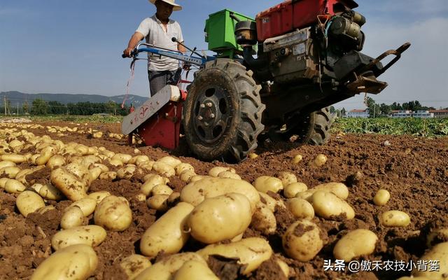 作物旺长后打药控旺时，控旺药物能和叶面肥一起混配使用吗？8