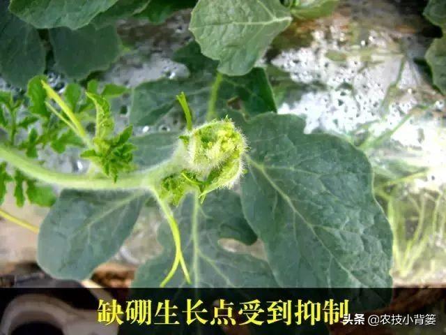 甜瓜缺硼有哪些表现？哪些原因造成的？如何才能防治甜瓜缺硼症？2