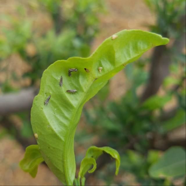 柑橘主要虫害防治药剂，药剂不是增加浓度药效就越好2