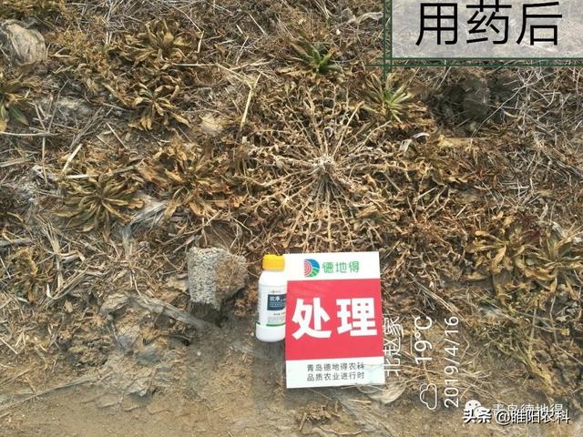 又一个新型除草剂上市，可防除300多种杂草，3天死草，斩草除根4