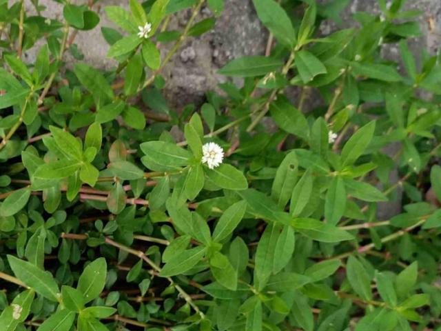 薇甘菊 薇甘菊（薇甘菊危害事件） 生活