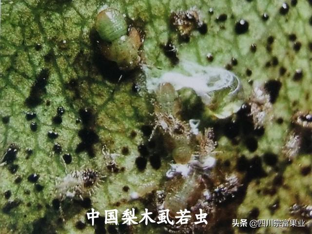 中国梨木虱为害梨树多年，应该引起重视了！用这些药能防治5