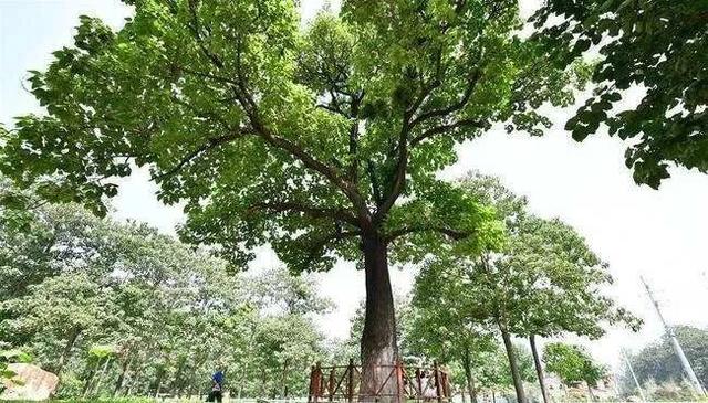 齐齐哈尔鹅卵石制砂机 齐齐哈尔鹅卵石制砂机