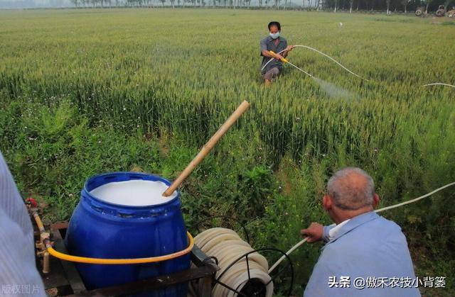 小麦抽穗扬花期重点防治赤霉病，打药时机的选择是关键20