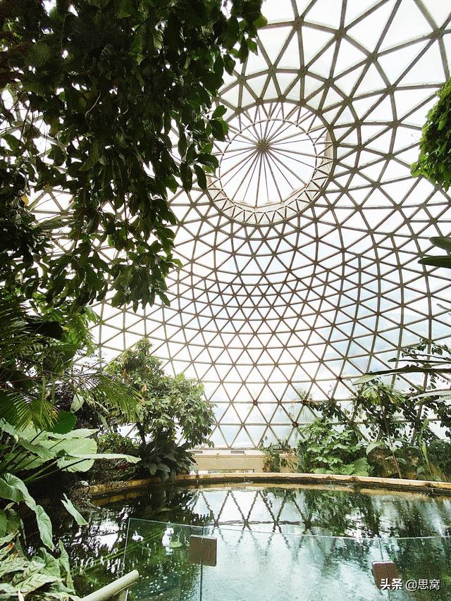 思窝星图腾：布里斯班植物园，从植物的生根发芽，聊聊人生的选择