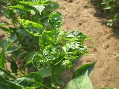 辣椒螨虫防治有技巧,科学用药是关键-农资百科网