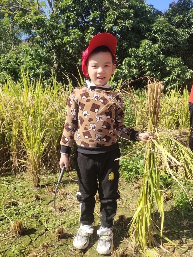 幼儿园的割水稻能手