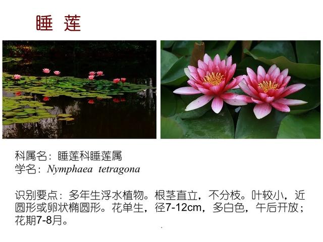 水生植物种类 水生植物种类（水生植物100种） 生活