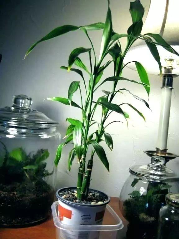 富贵竹的养殖方法 富贵竹的养殖方法（富贵竹的养殖方法和注意事项水养怎样施肥） 生活