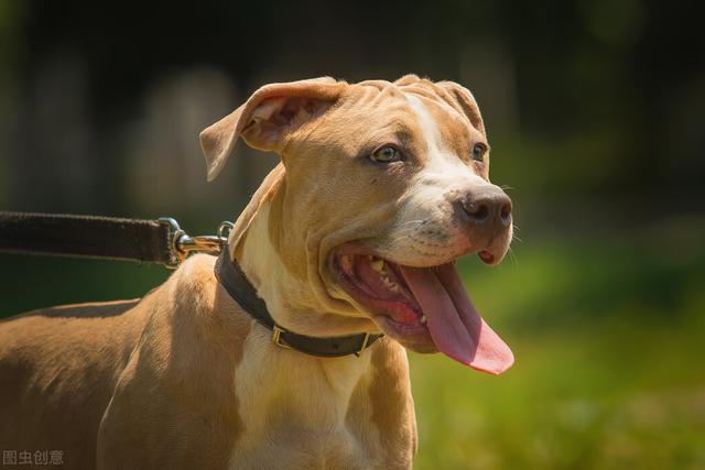 比特犬斗狗视频 比特犬斗狗视频（高清比特犬斗狗视频） 动物