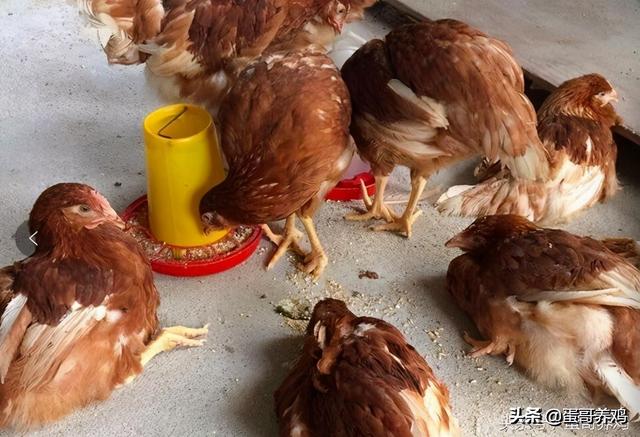炎症型鸡皮肤用什么药